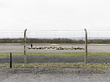 Buchenwald