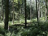 Eckerwald