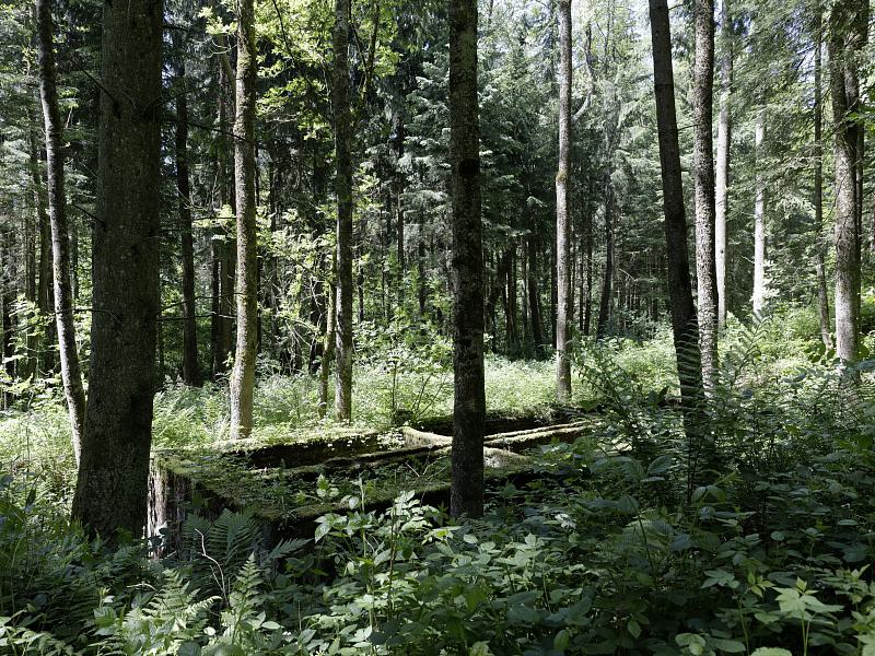 Eckerwald